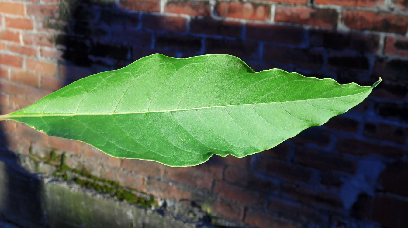 Image of Phytolacca americana specimen.