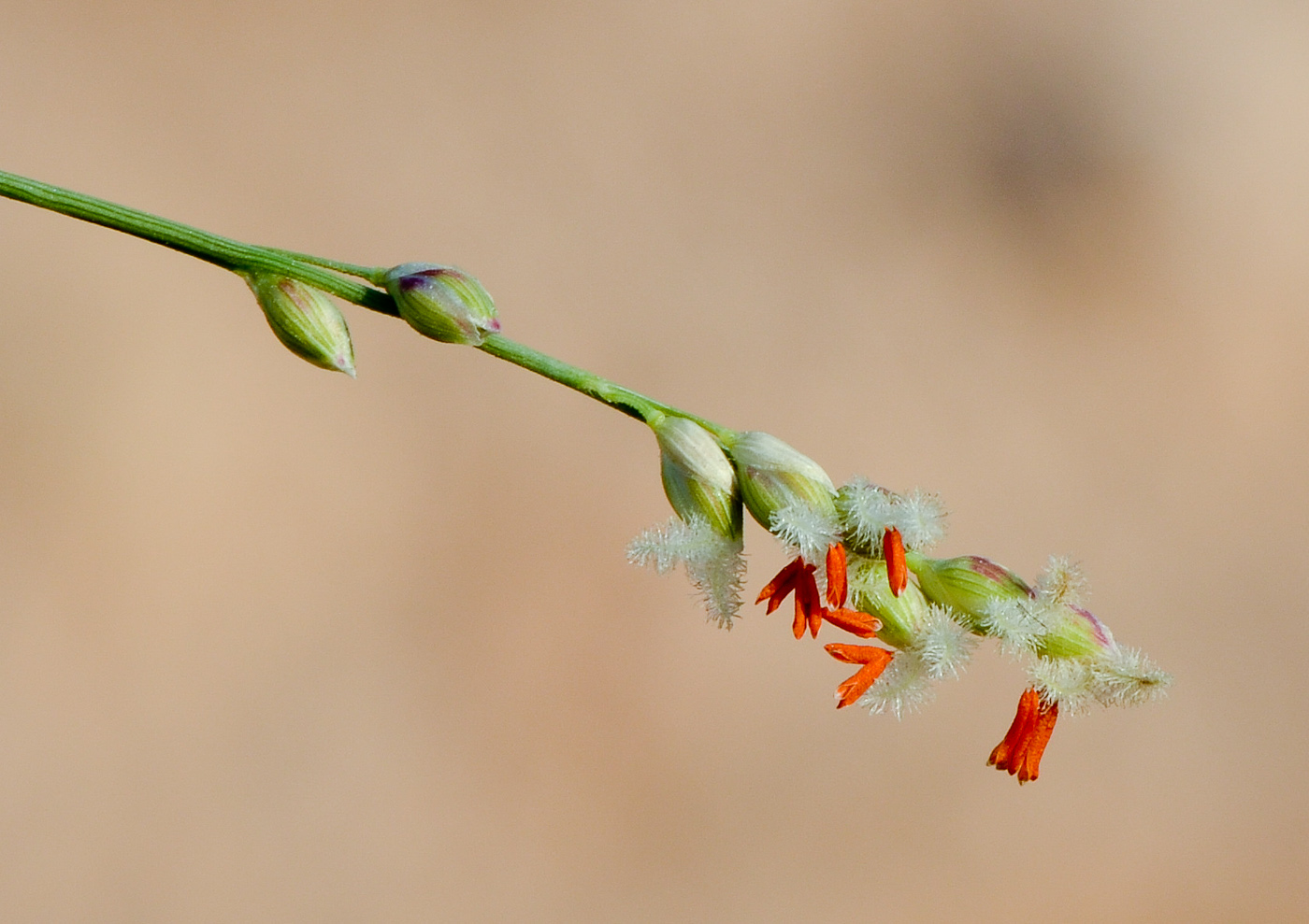 Изображение особи Panicum turgidum.