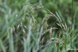 Festuca arundinacea