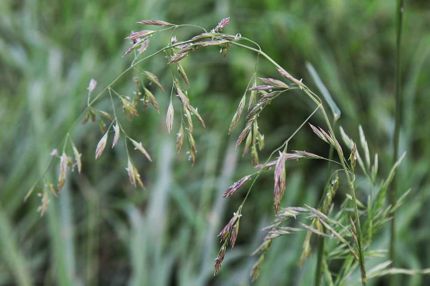 Изображение особи Festuca arundinacea.