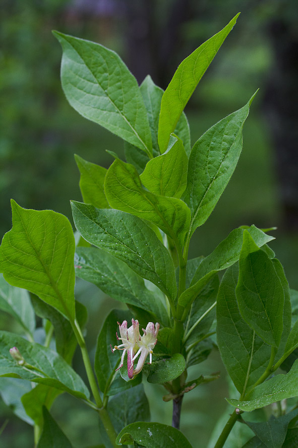 Image of Lonicera alpigena specimen.