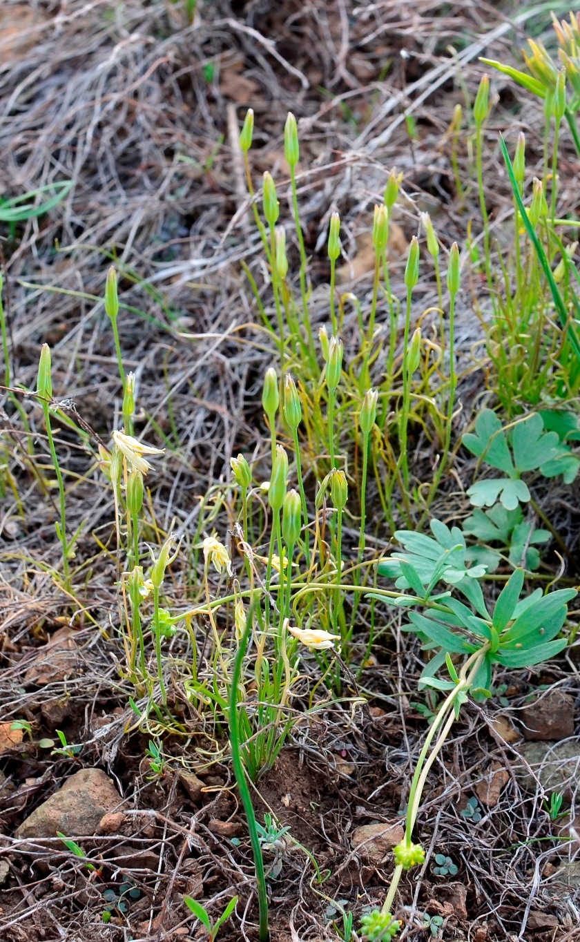 Изображение особи Gagea bulbifera.