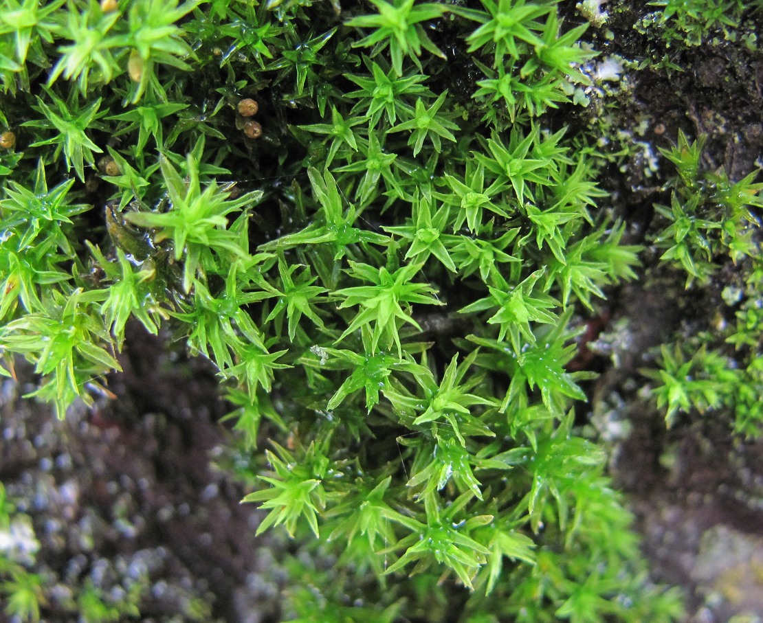 Image of genus Orthotrichum specimen.