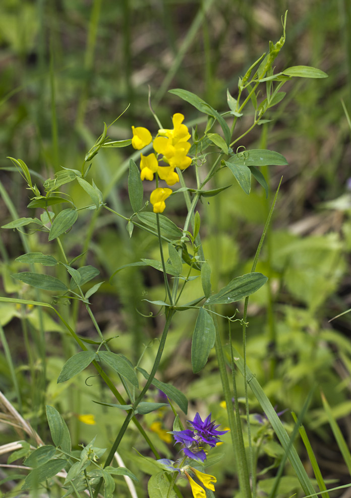 Изображение особи Lathyrus pratensis.