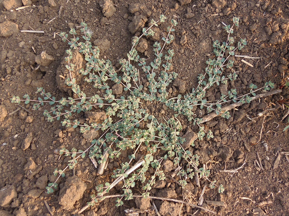 Изображение особи Euphorbia chamaesyce.