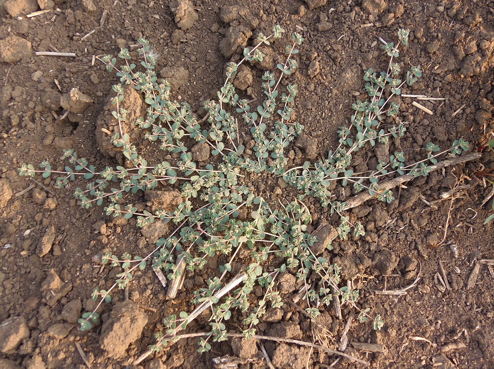 Image of Euphorbia chamaesyce specimen.