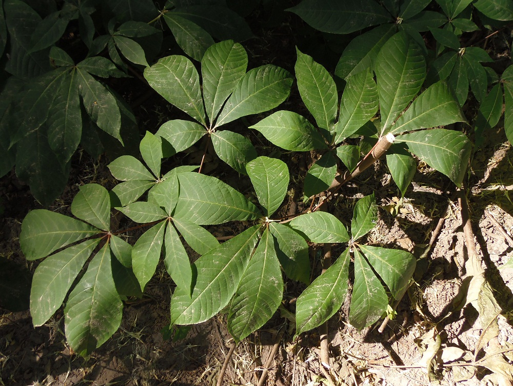 Image of Aesculus parviflora specimen.