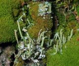 Cladonia coniocraea