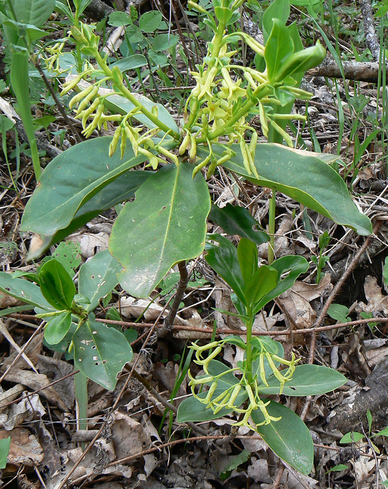 Image of Daphne pontica specimen.