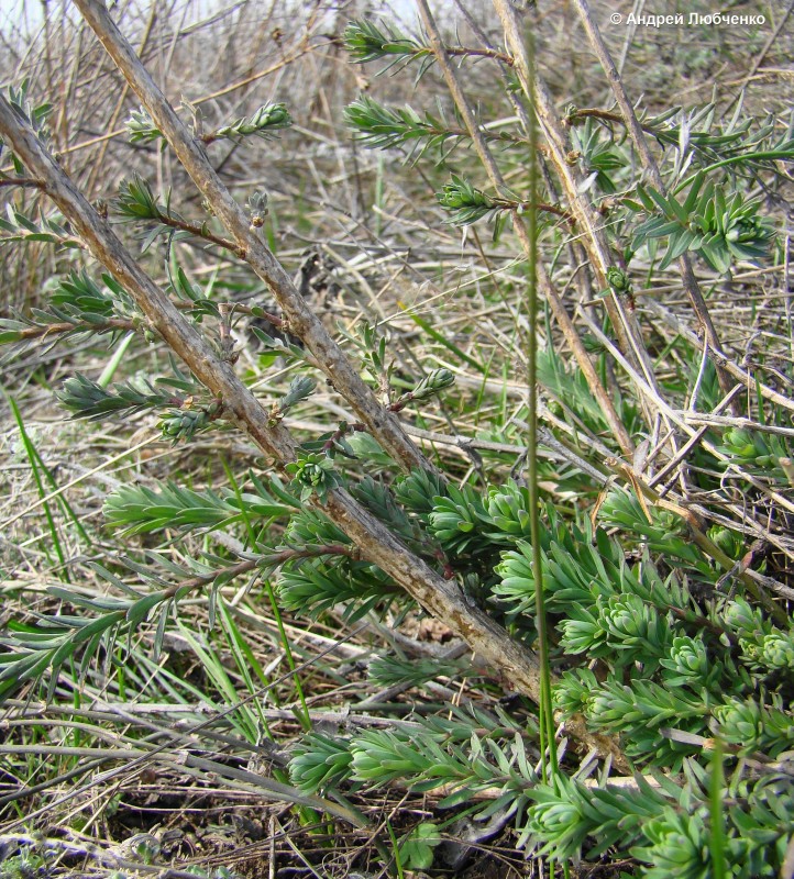 Изображение особи Linum austriacum.