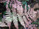 Dryopteris expansa. Засыхающая вайя. Свердловская обл., окр. г. Североуральск, лиственнично-сосновый лес. 26.09.2016.