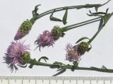 Centaurea biebersteinii