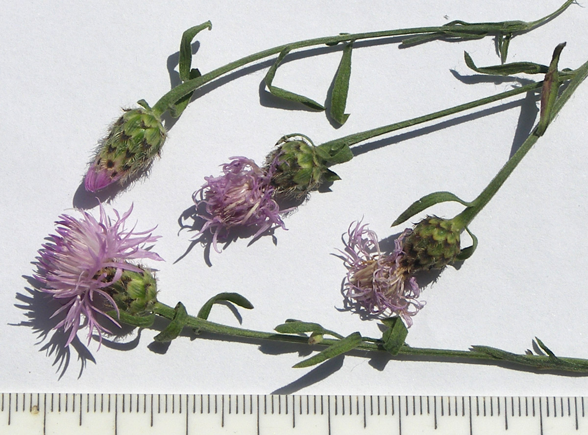 Image of Centaurea biebersteinii specimen.