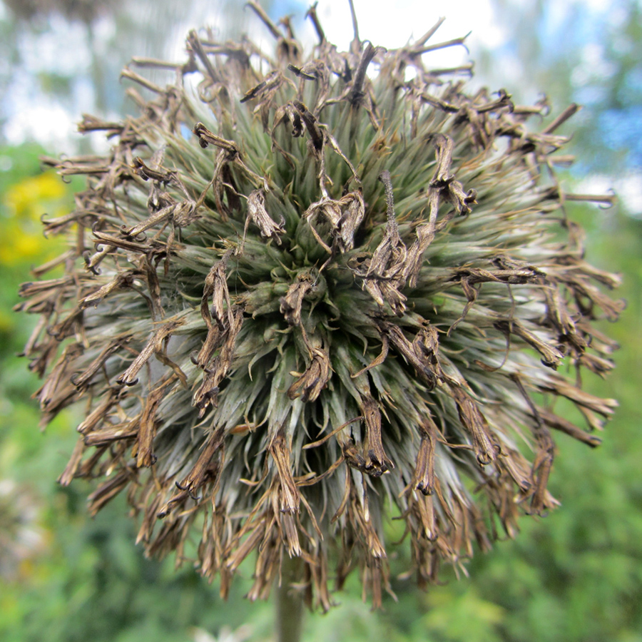 Image of Echinops exaltatus specimen.