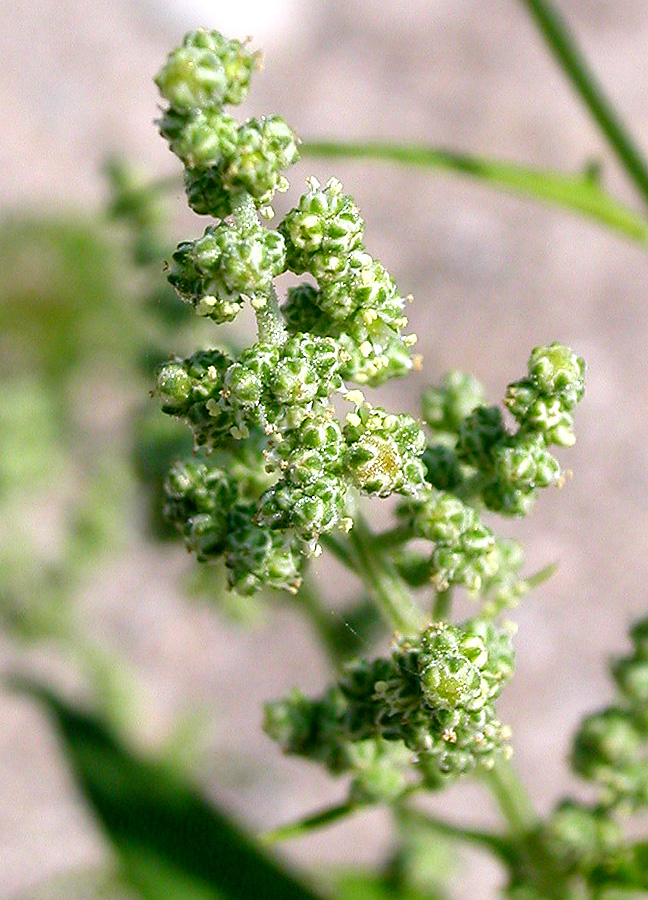 Image of Chenopodiastrum hybridum specimen.