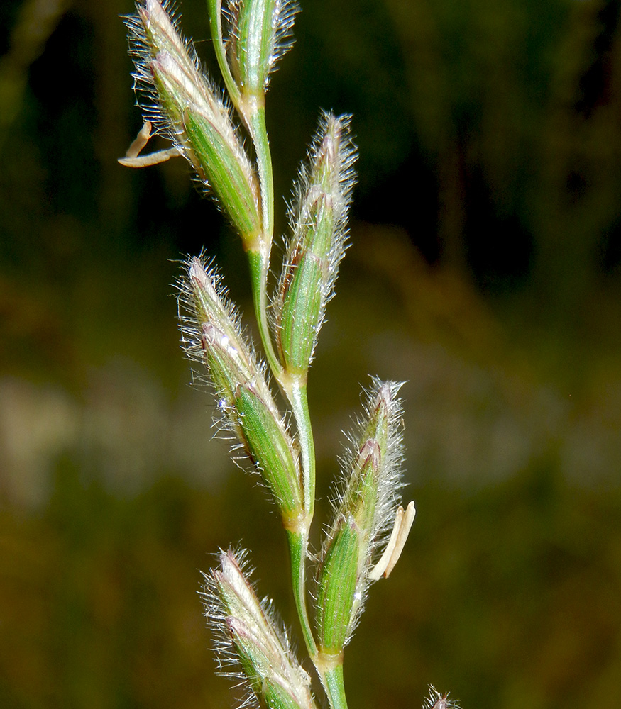 Изображение особи Elytrigia trichophora.