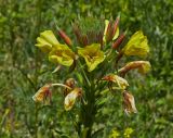 Oenothera glazioviana