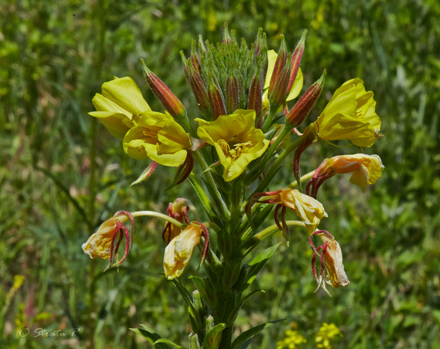 Изображение особи Oenothera glazioviana.