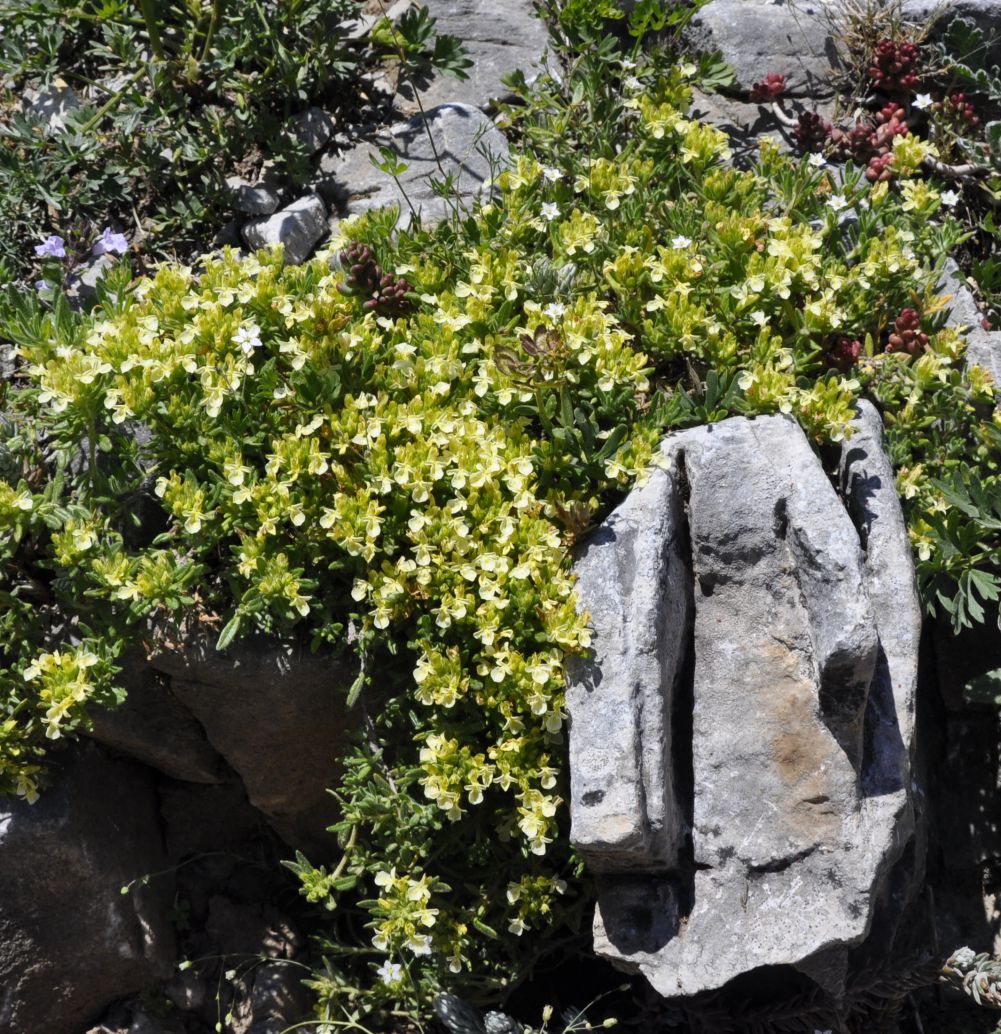 Image of Teucrium montanum specimen.