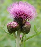 Cirsium heterophyllum