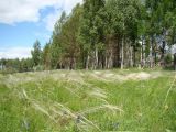 Stipa pennata. Плодоносящие растения. Нижегородская обл., Починковский р-н, окр. с. Новоспасское, правый берег р. Рудня, ур. Кожекладка, ковыльный склон, в верхней трети около лесополосы. 6 июня 2015 г.