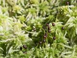 Sphagnum squarrosum