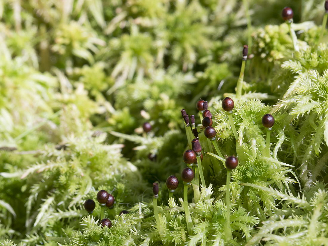 Изображение особи Sphagnum squarrosum.