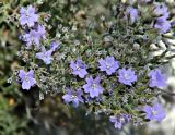 genus Limonium