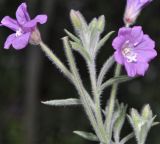 genus Epilobium