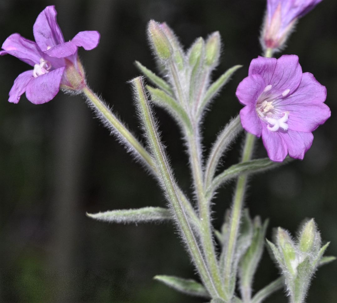 Изображение особи род Epilobium.