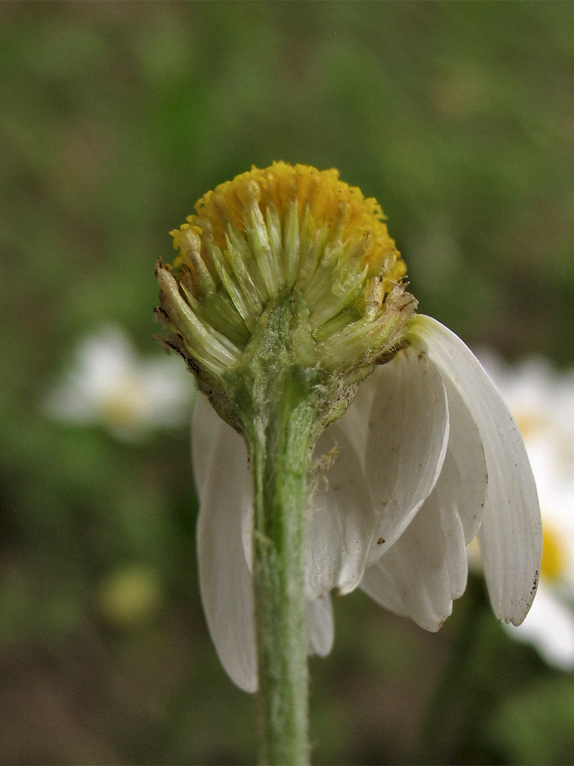 Image of Anthemis arvensis specimen.