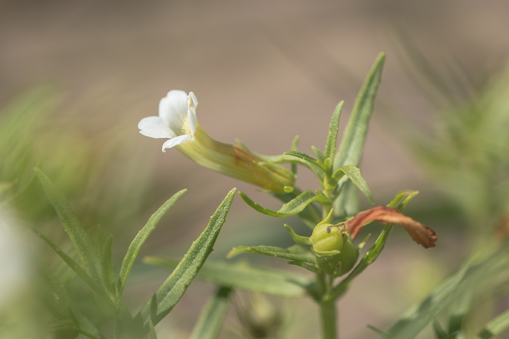 Изображение особи Gratiola officinalis.