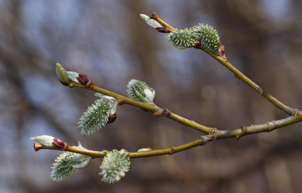 Image of Salix caprea specimen.