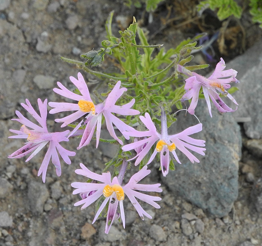 Изображение особи Schizanthus hookeri.