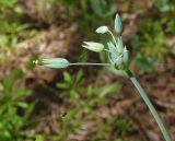 Cerastium perfoliatum