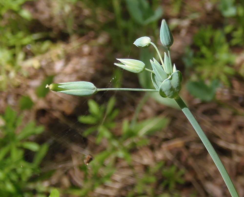 Изображение особи Cerastium perfoliatum.