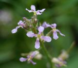 Chorispora tenella