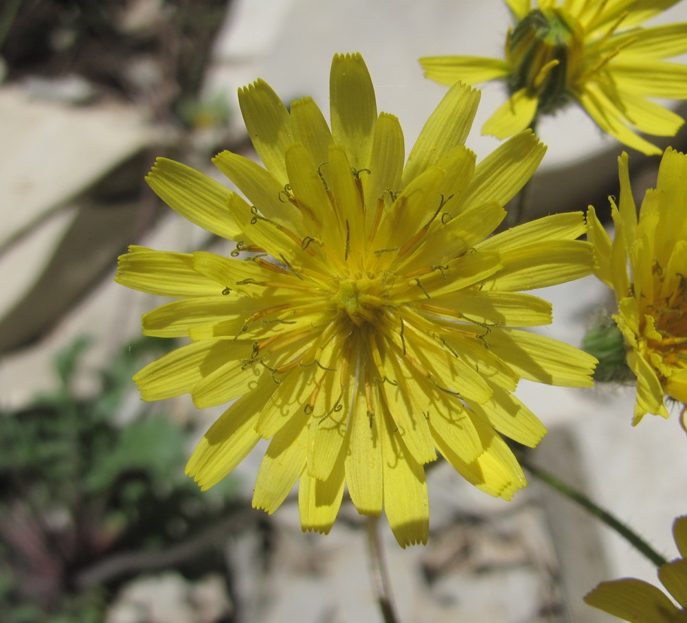 Image of Lagoseris sancta specimen.