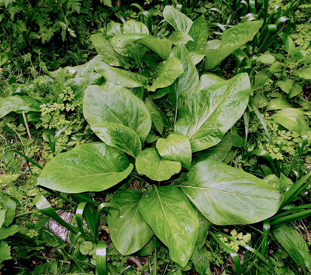 Image of Solenanthus biebersteinii specimen.