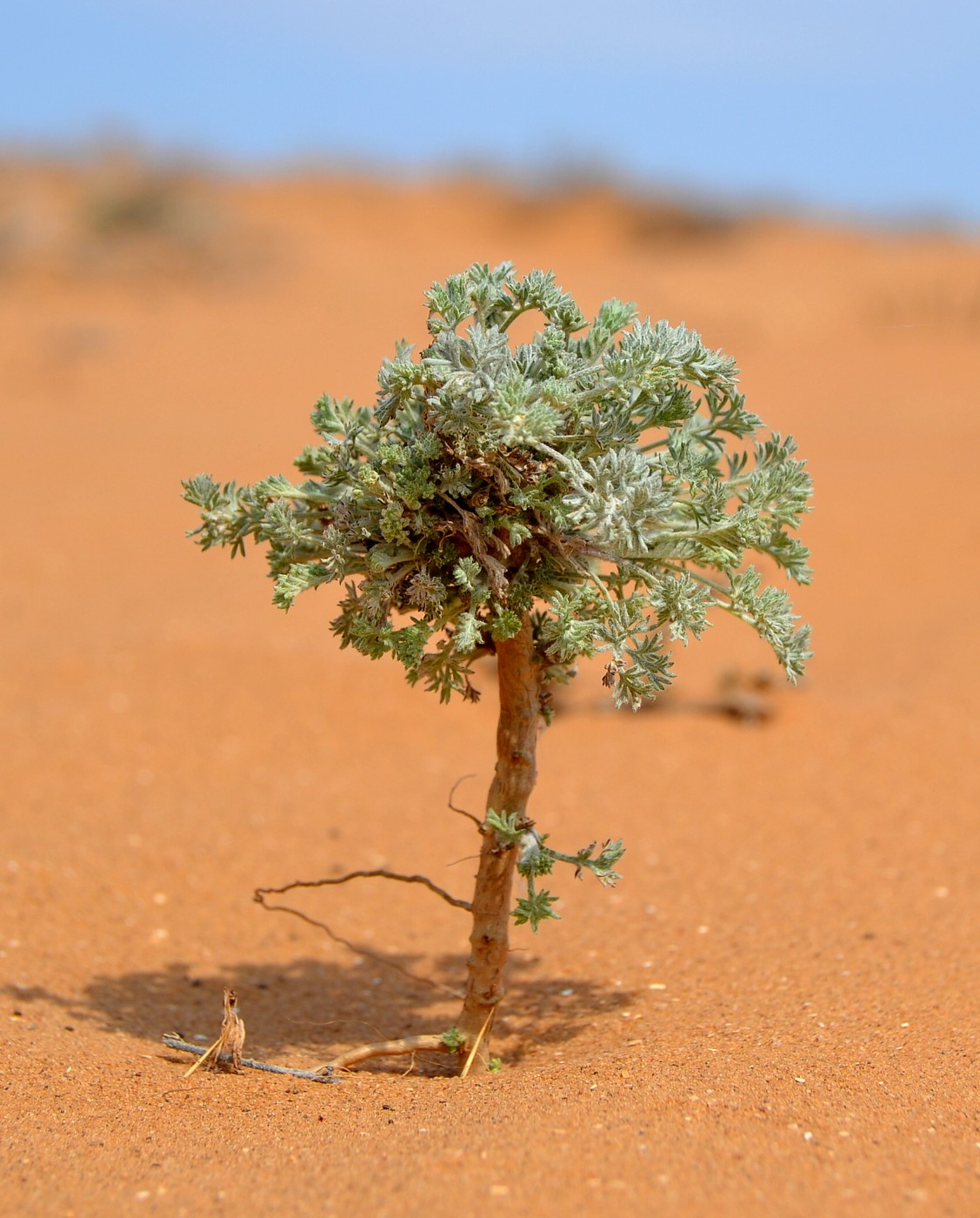 Image of genus Artemisia specimen.