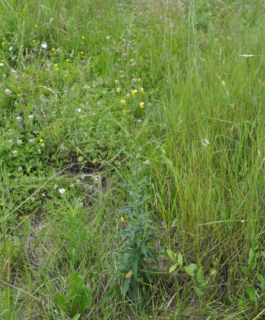 Image of Verbascum blattaria specimen.