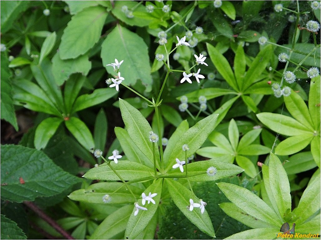 Image of Galium odoratum specimen.