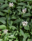 Valeriana saxicola