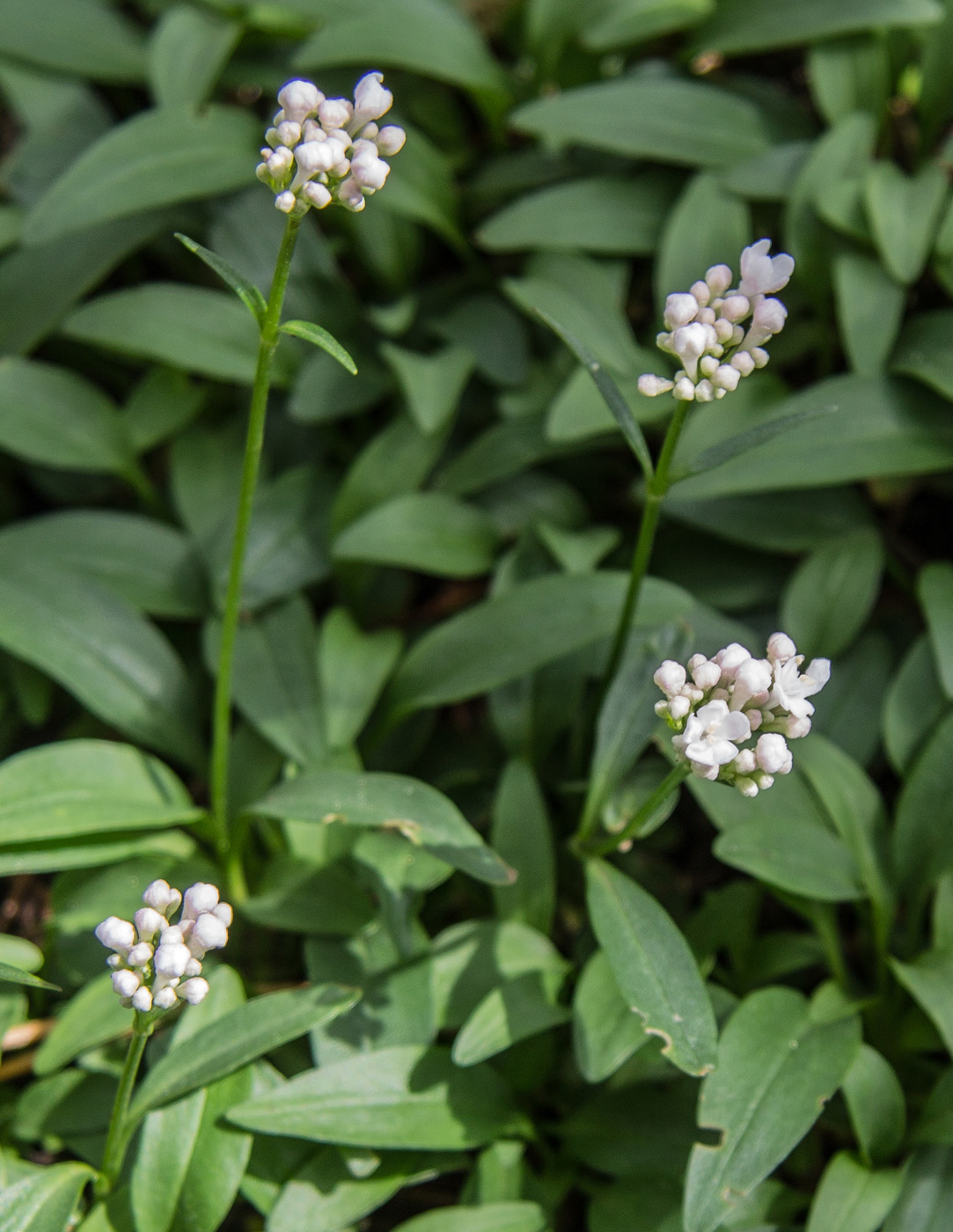 Image of Valeriana saxicola specimen.