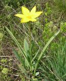 Tulipa biebersteiniana