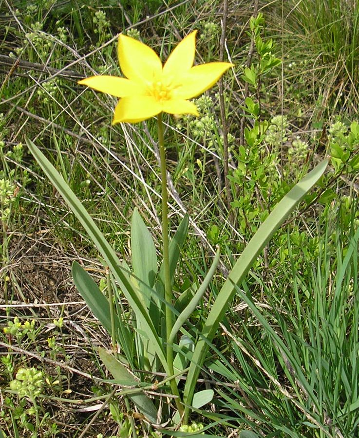 Изображение особи Tulipa biebersteiniana.