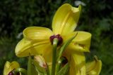 Lilium monadelphum