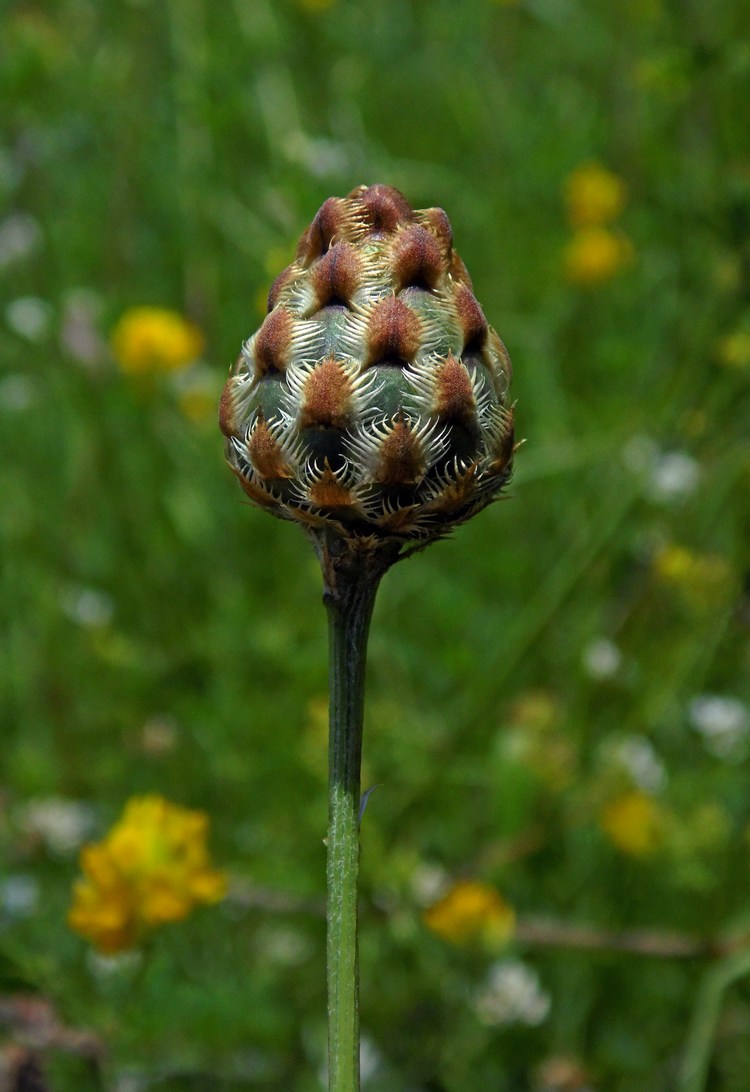 Изображение особи род Centaurea.