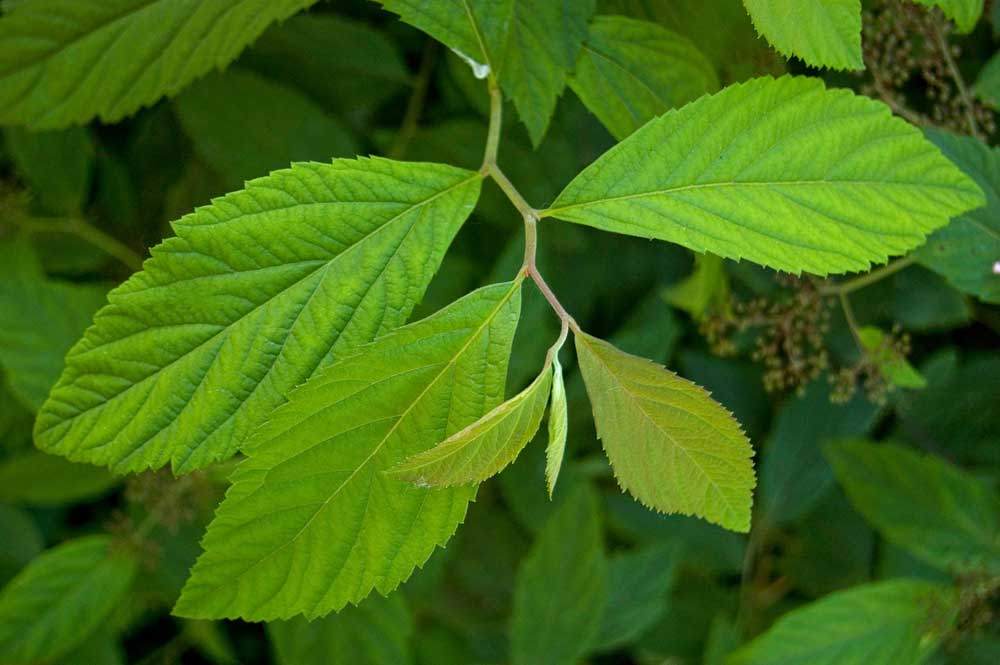 Image of Spiraea japonica specimen.