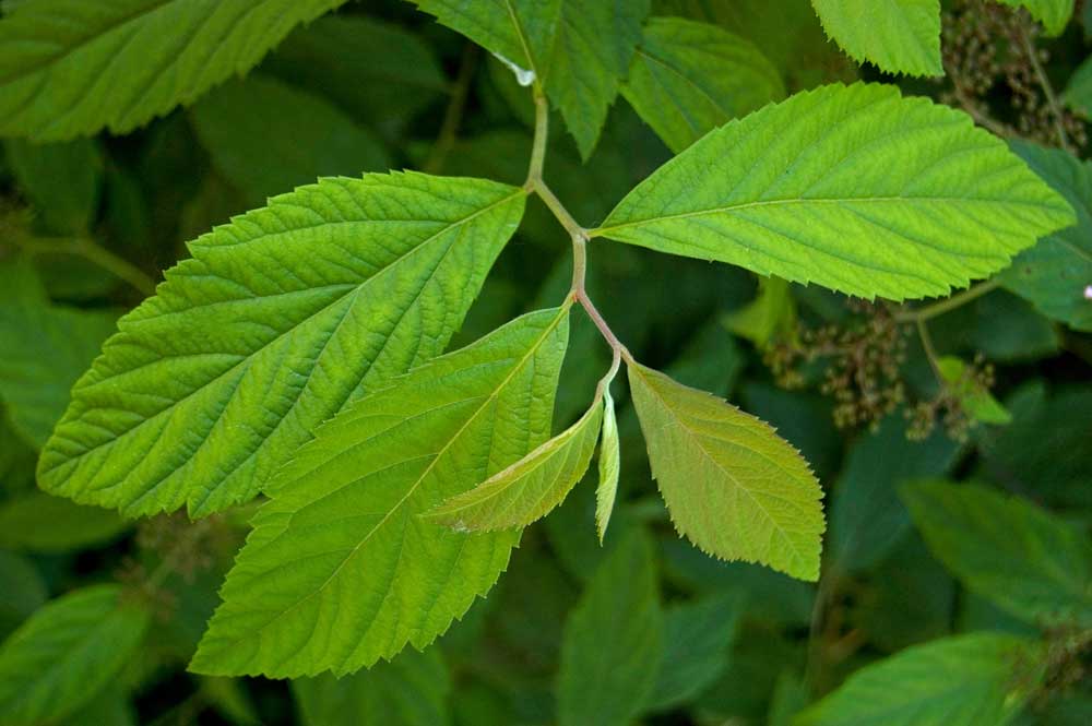 Изображение особи Spiraea japonica.